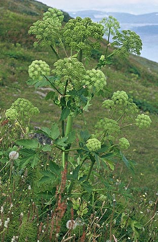 Angelica Angelica spp